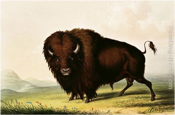 George Catlin A Bison, circa 1832
